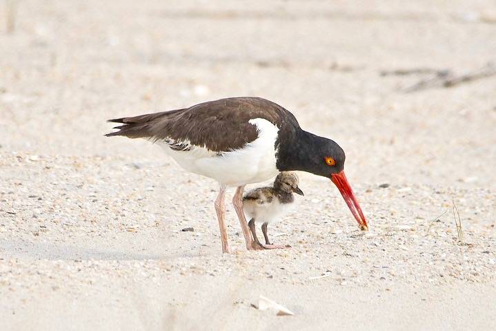 American Oystercatcher Mom & chick by KatVitulano Photos is licensed under CC BY-NC-ND 2.0